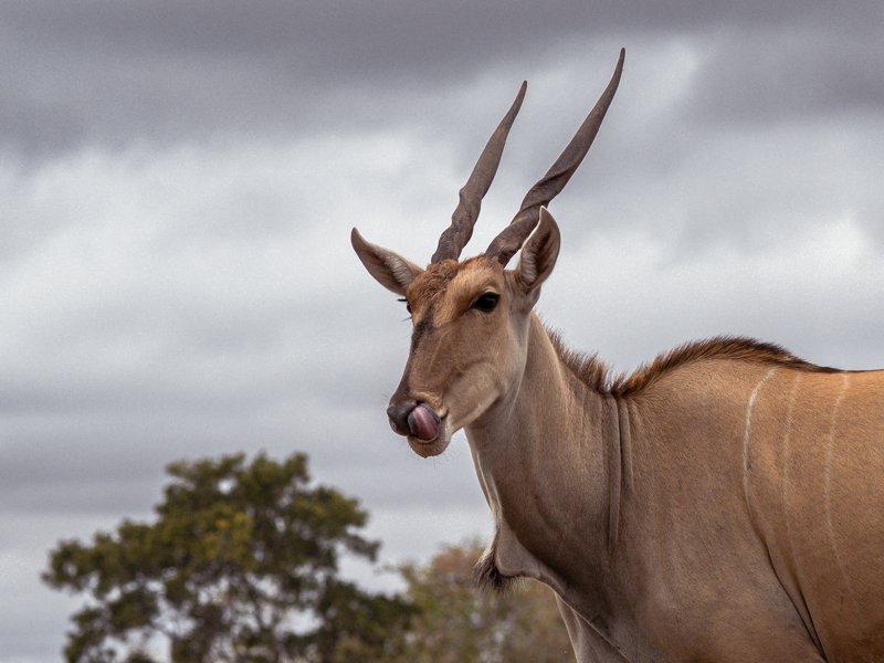 Mashatu Game Reserve, Botswana