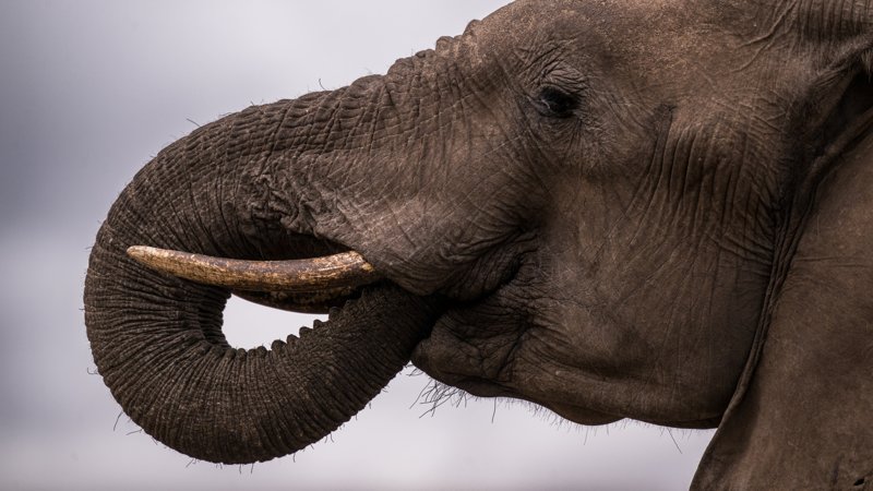 Mashatu Game Reserve, Botswana
