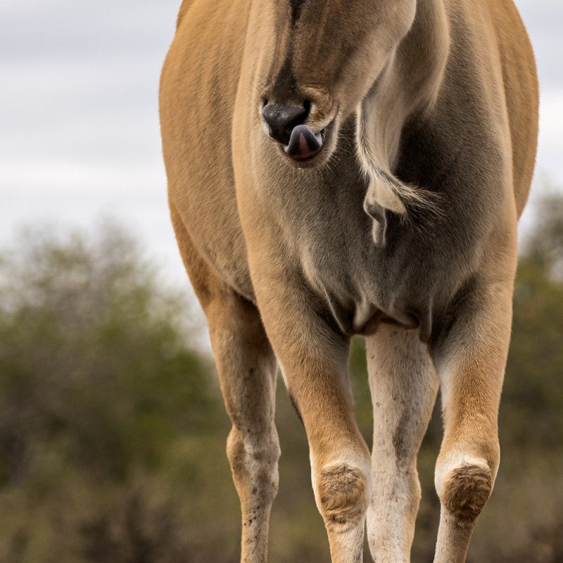 Mashatu Game Reserve, Botswana