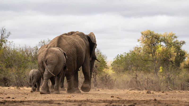 Mashatu Game Reserve, Botswana