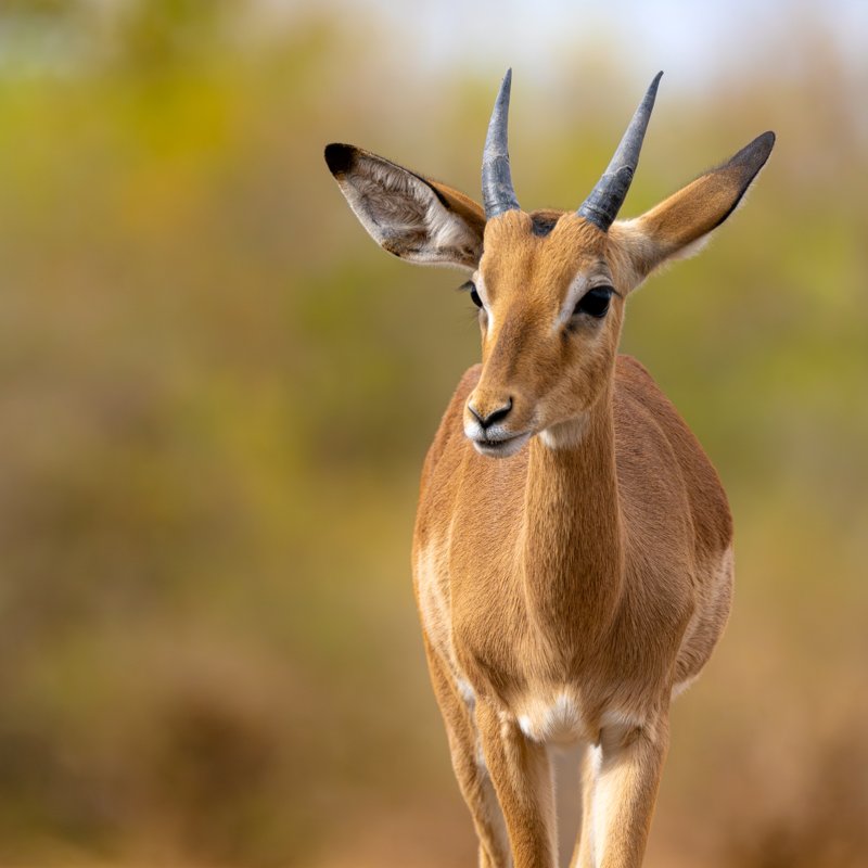 Mashatu Game Reserve, Botswana