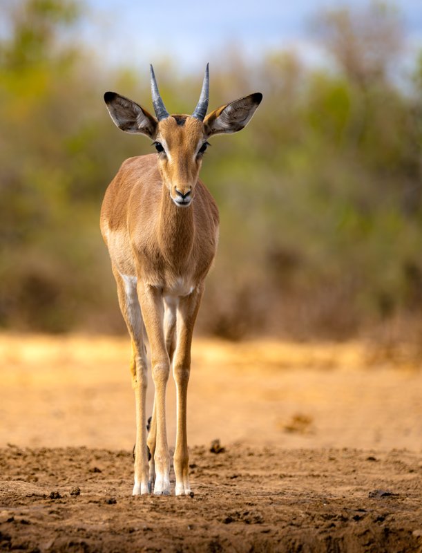 Mashatu Game Reserve, Botswana