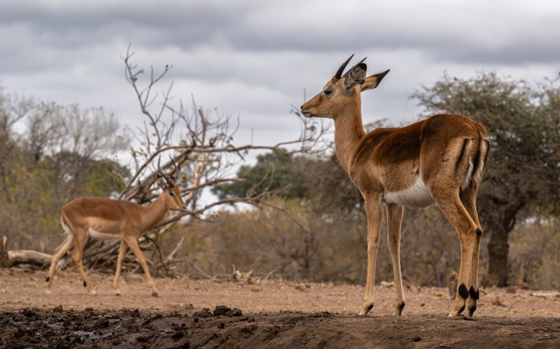 Mashatu Game Reserve, Botswana