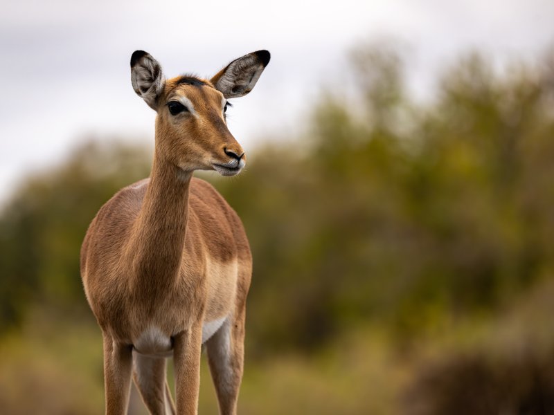 Mashatu Game Reserve, Botswana