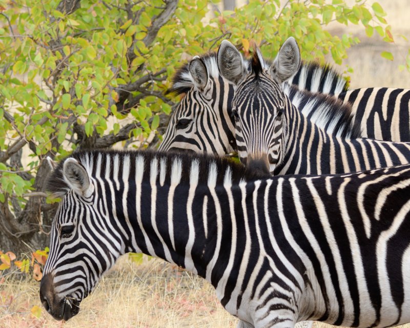 Mashatu Game Reserve, Botswana