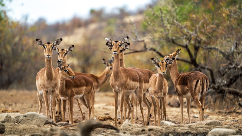 Mashatu Game Reserve, Botswana