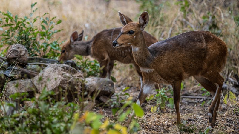 Mashatu Game Reserve, Botswana