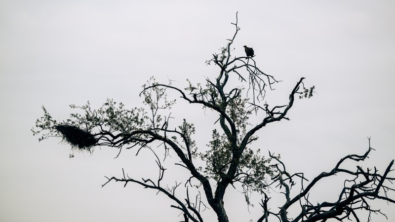 Mashatu Game Reserve, Botswana