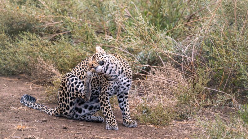 Mashatu Game Reserve, Botswana