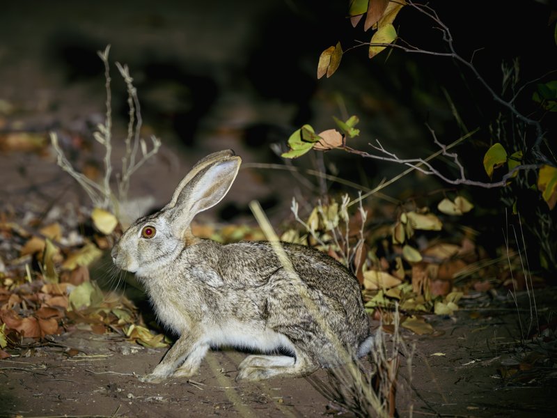Mashatu Game Reserve, Botswana