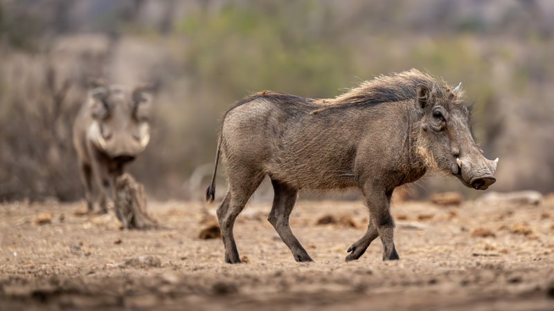 Mashatu Game Reserve, Botswana