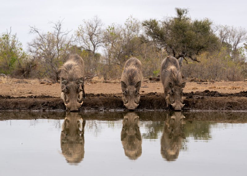Mashatu Game Reserve, Botswana
