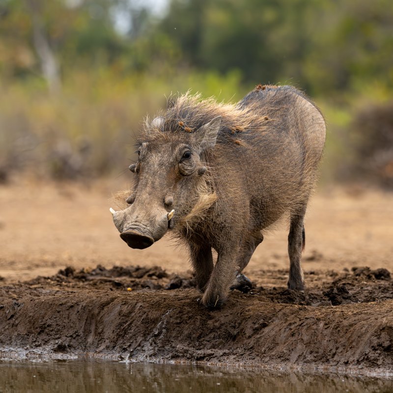 Mashatu Game Reserve, Botswana