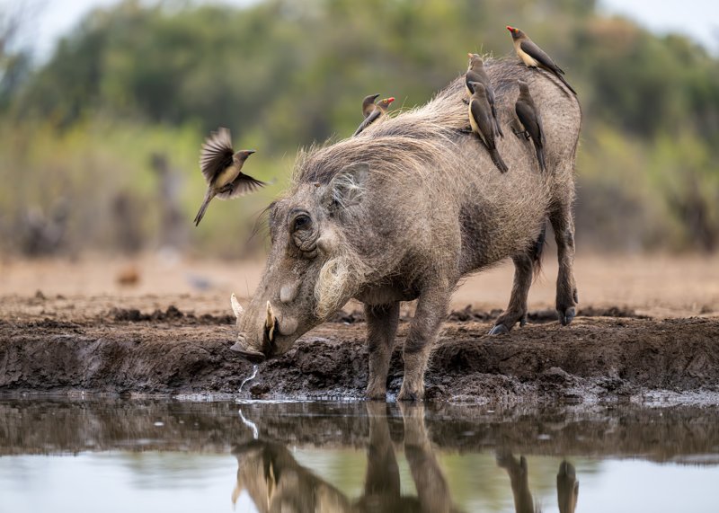 Mashatu Game Reserve, Botswana