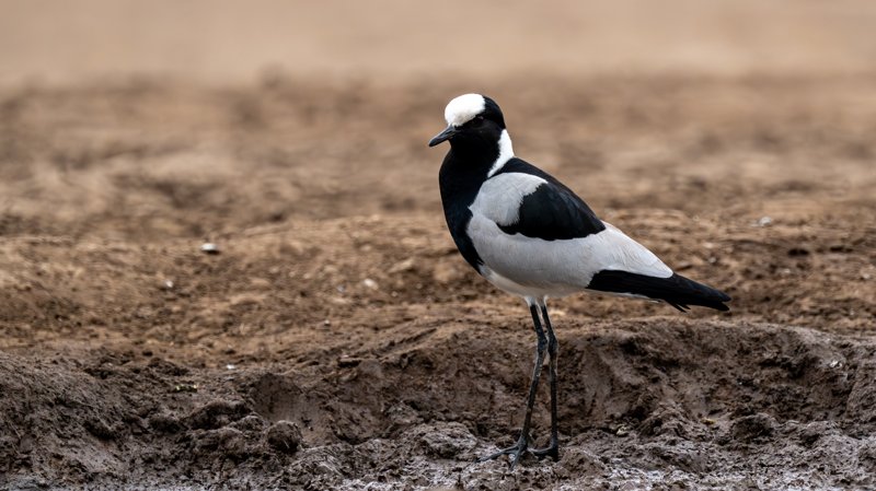 Mashatu Game Reserve, Botswana