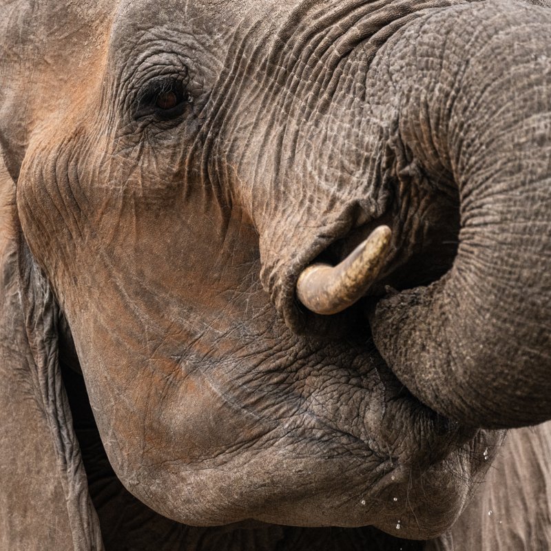 Mashatu Game Reserve, Botswana