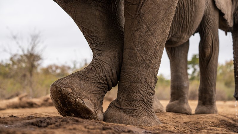 Mashatu Game Reserve, Botswana