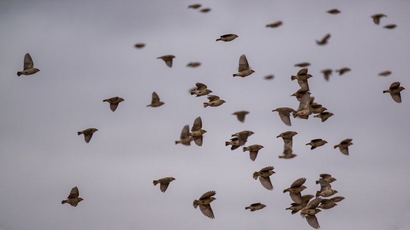 Mashatu Game Reserve, Botswana
