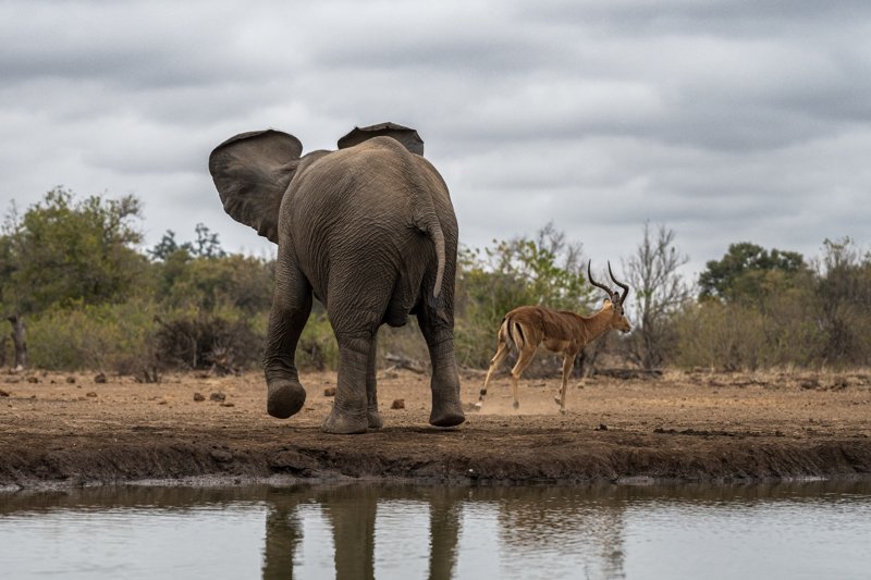 Mashatu Game Reserve, Botswana