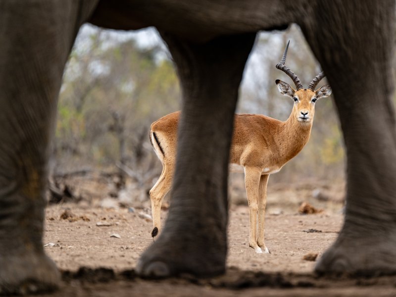 Mashatu Game Reserve, Botswana