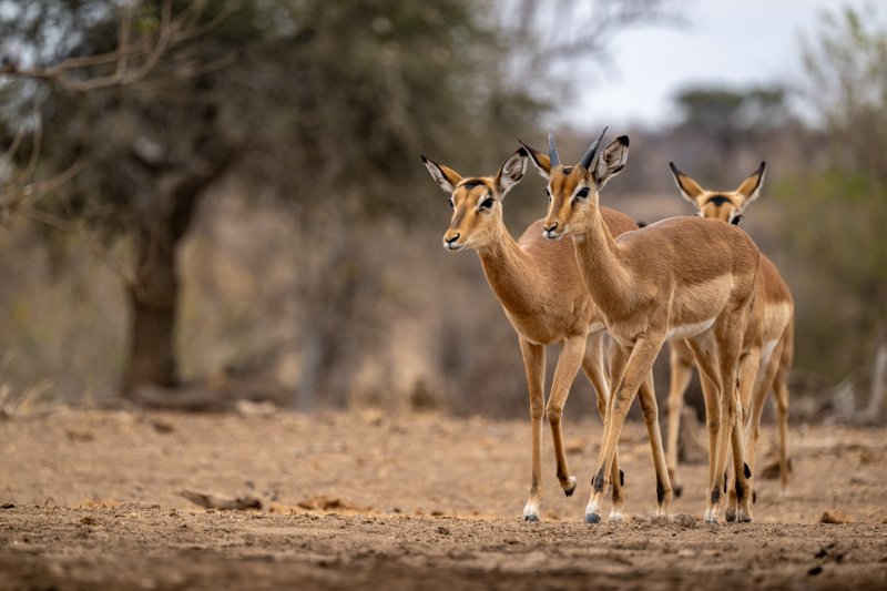 Mashatu Game Reserve, Botswana