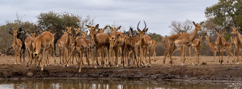Mashatu Game Reserve, Botswana
