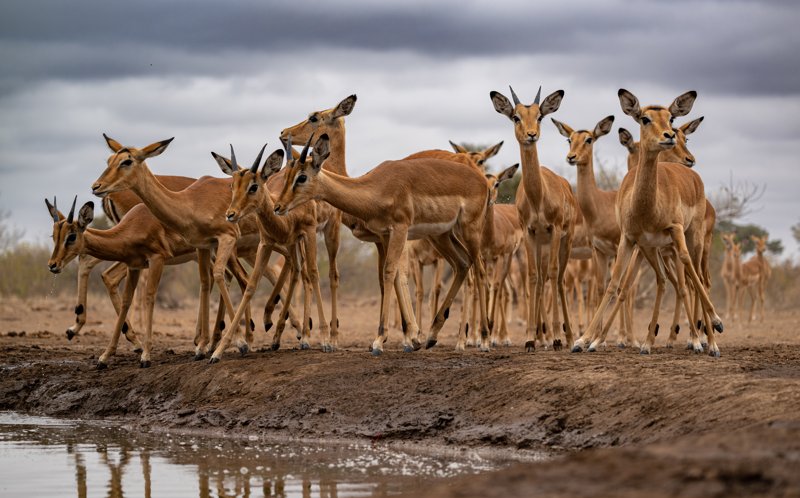 Mashatu Game Reserve, Botswana