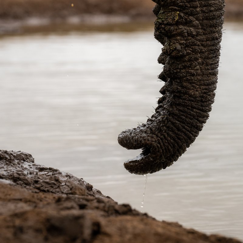 Mashatu Game Reserve, Botswana