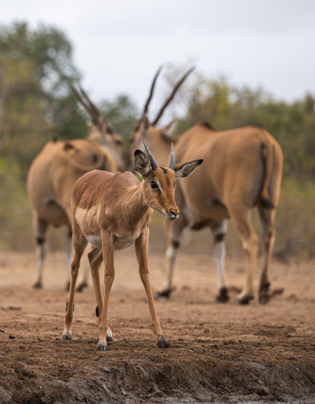 Mashatu Game Reserve, Botswana