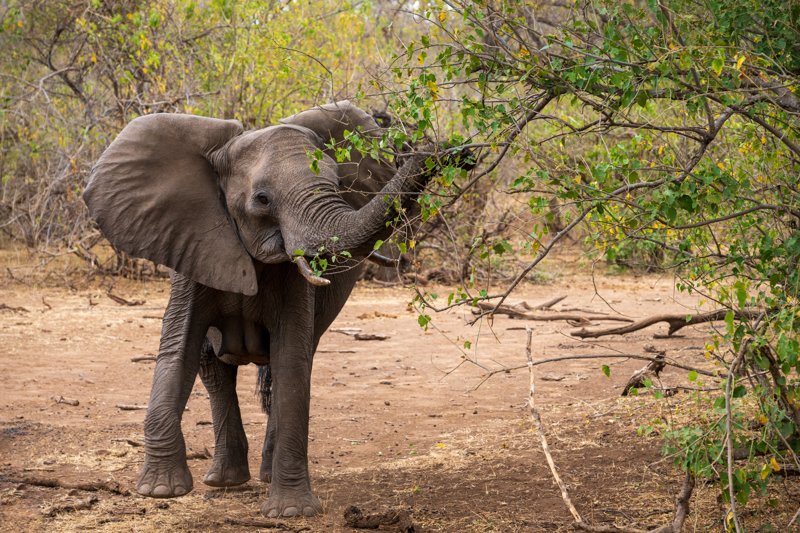 Mashatu Game Reserve, Botswana