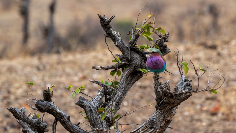 Mashatu Game Reserve, Botswana
