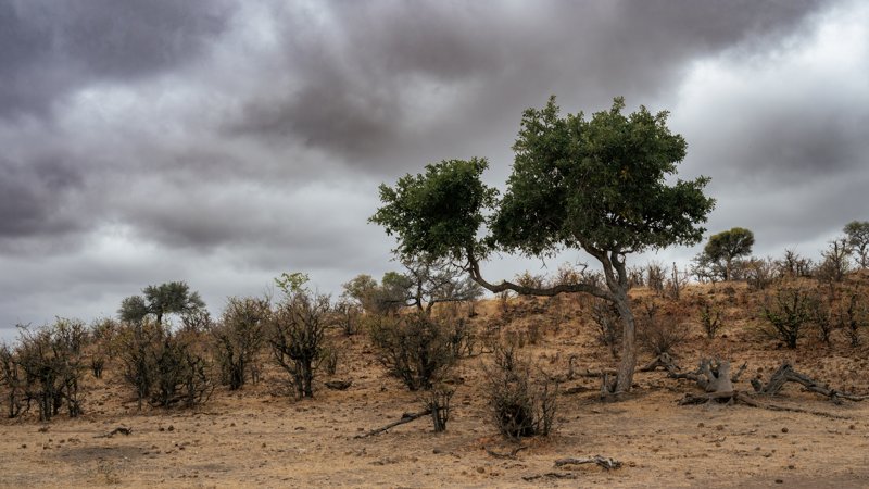 Mashatu Game Reserve, Botswana