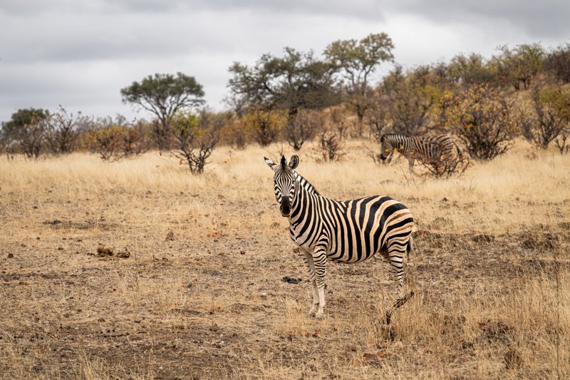 Mashatu Game Reserve, Botswana