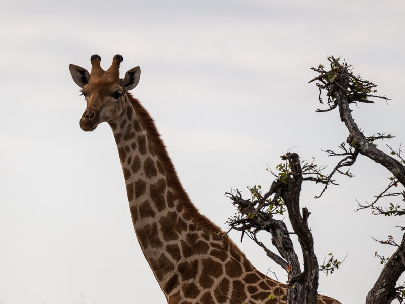 Mashatu Game Reserve, Botswana