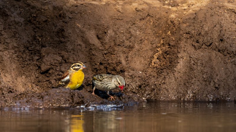 Mashatu Game Reserve, Botswana