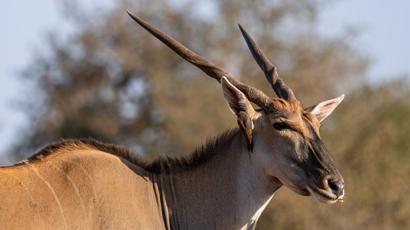 Mashatu Game Reserve, Botswana