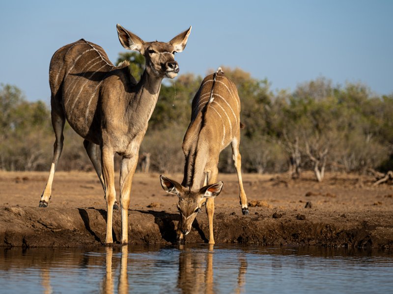 Mashatu Game Reserve, Botswana
