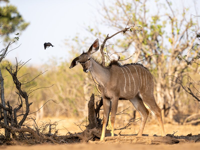 Mashatu Game Reserve, Botswana