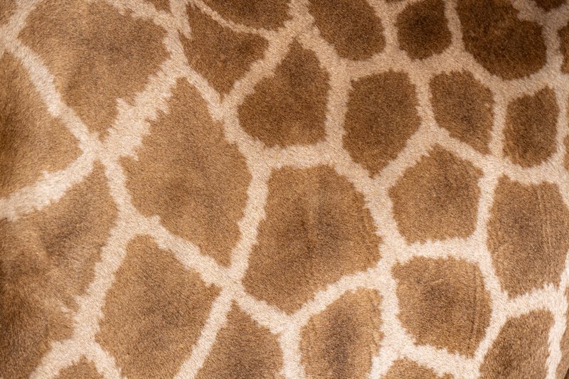 Mashatu Game Reserve, Botswana