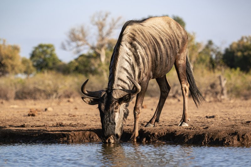 Mashatu Game Reserve, Botswana
