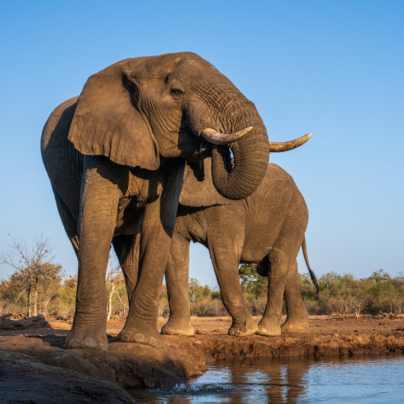 Mashatu Game Reserve, Botswana