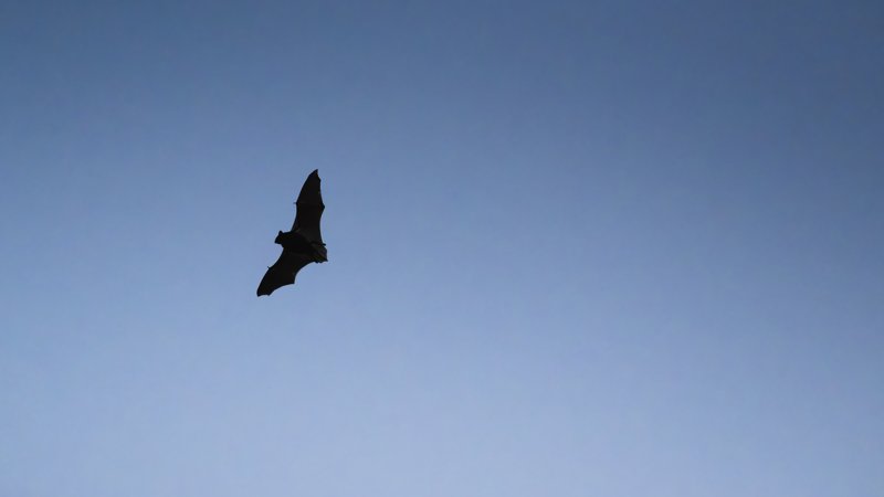 Mashatu Game Reserve, Botswana