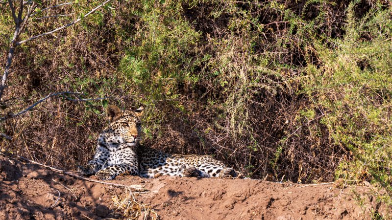 Mashatu Game Reserve, Botswana