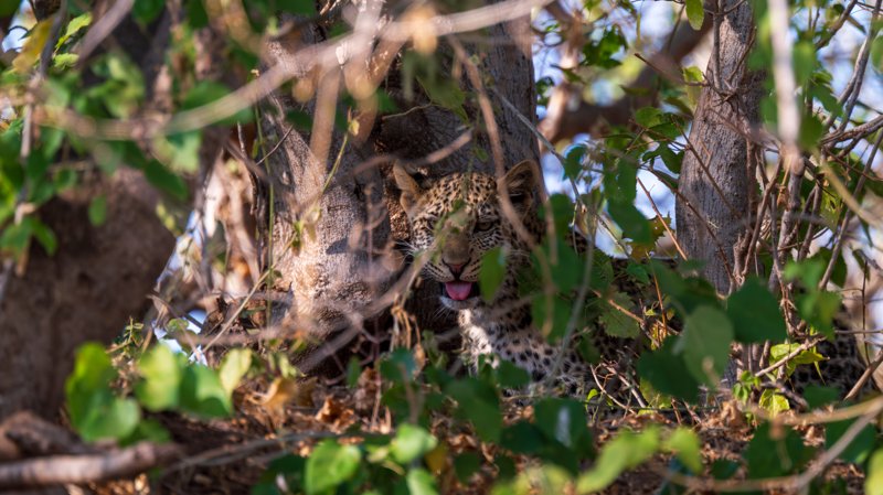 Mashatu Game Reserve, Botswana