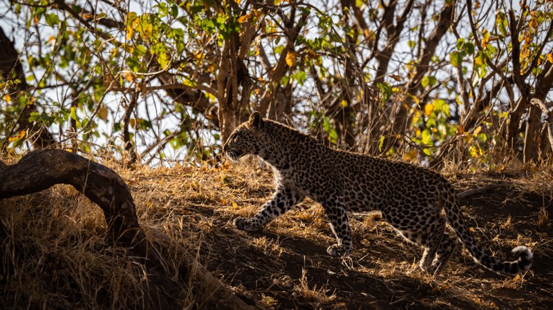 Mashatu Game Reserve, Botswana