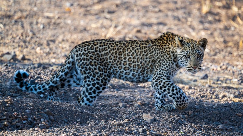 Mashatu Game Reserve, Botswana