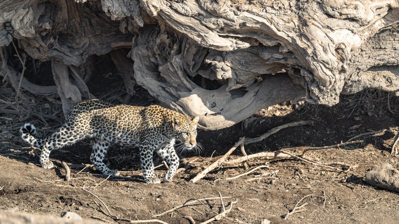 Mashatu Game Reserve, Botswana