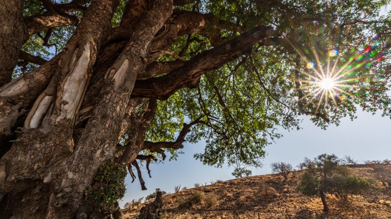 Mashatu Game Reserve, Botswana