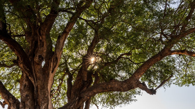 Mashatu Game Reserve, Botswana