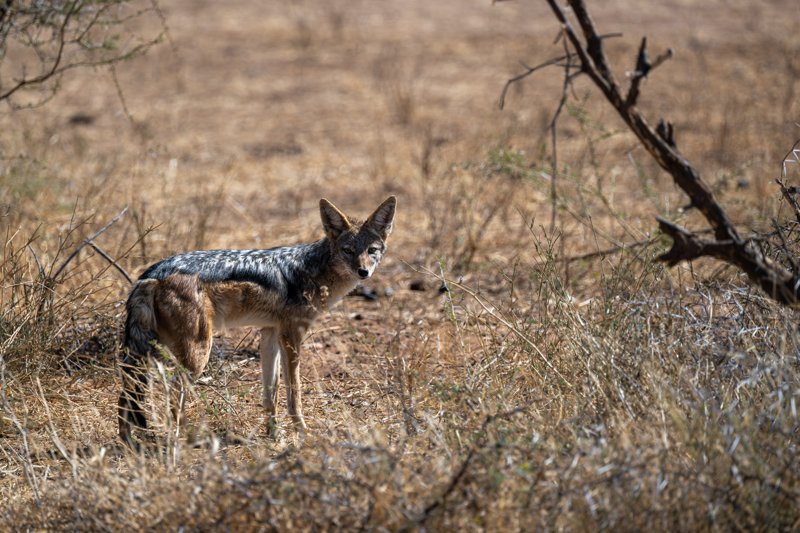 Mashatu Game Reserve, Botswana